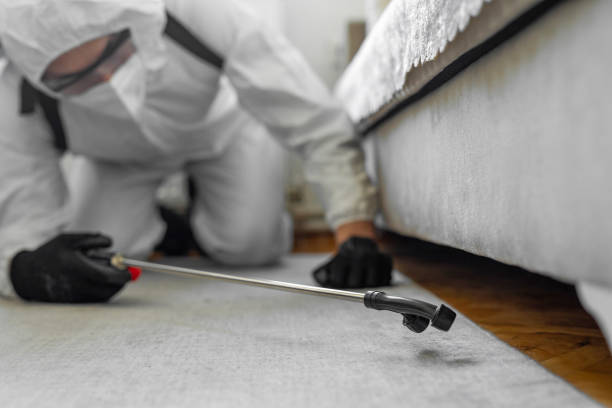 Professional Bed Bug Control technician working in South Pasadena, FL